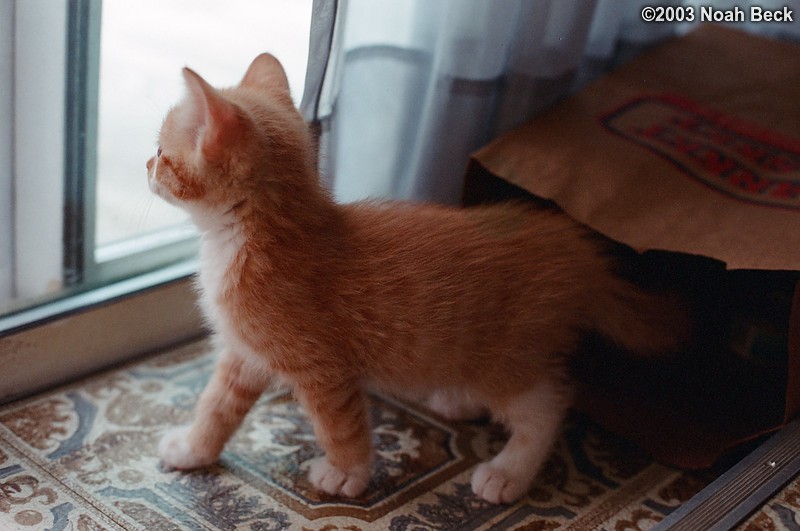 June 15, 2003: June&#39;s new kitten Butterscotch