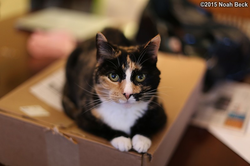 January 3, 2015: Katie on a box