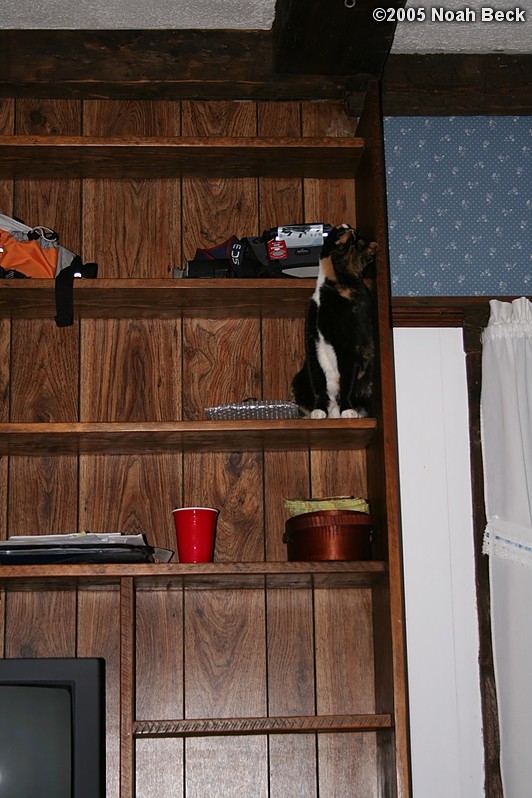 November 11, 2005: Katie on the bulitin shelves in the new den