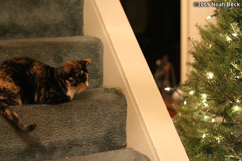 December 19, 2009: Katie and the Christmas tree