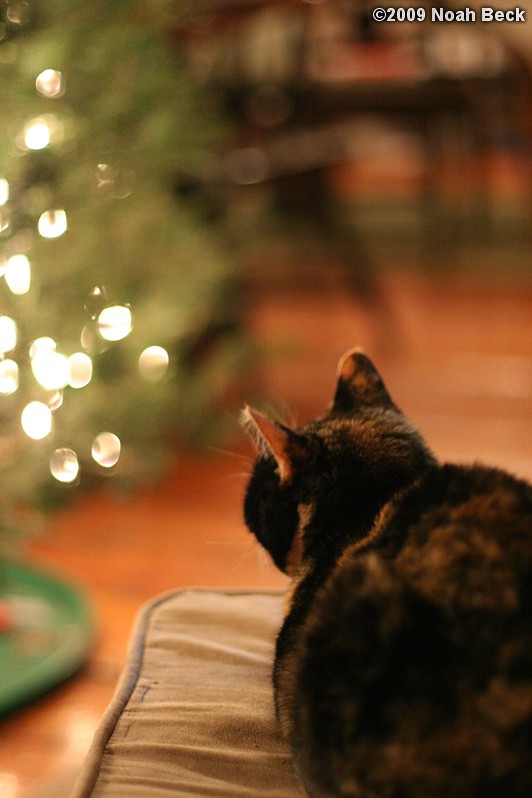 December 20, 2009: Katie and the Christmas tree