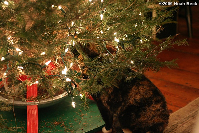 December 21, 2009: Katie and the Christmas tree