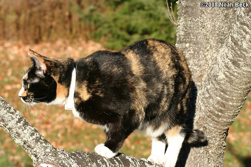 November 2, 2008: Katie climbing the cherry tree