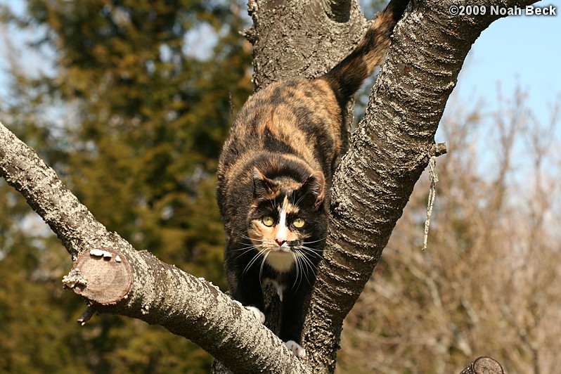 April 12, 2009: Katie climbing the cherry tree
