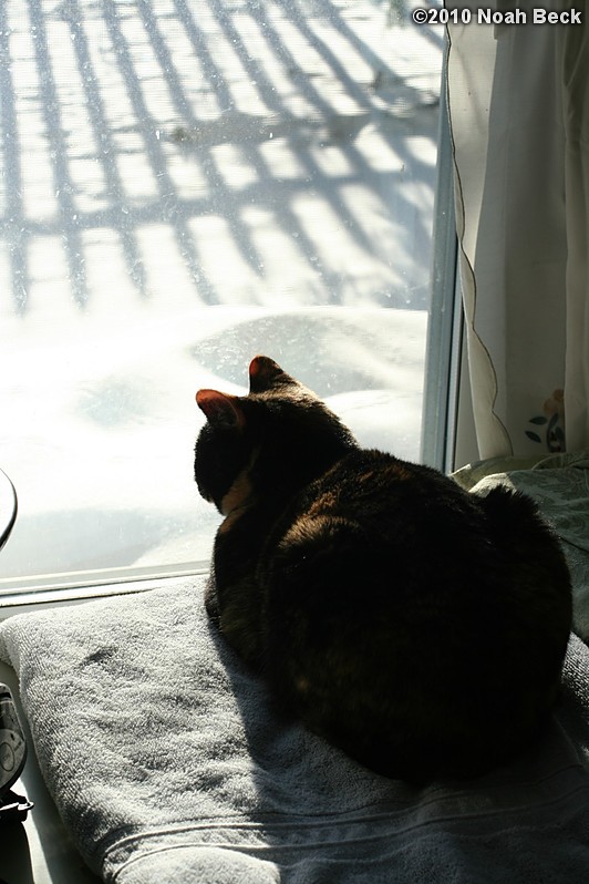 January 6, 2010: Katie in an early morning winter sunbeam