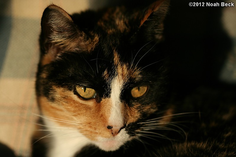 November 18, 2012: Katie in an evening sunbeam