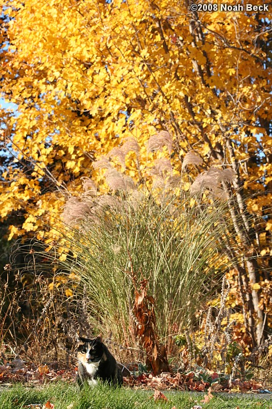 November 2, 2008: katie in front of a clump of decorative grass