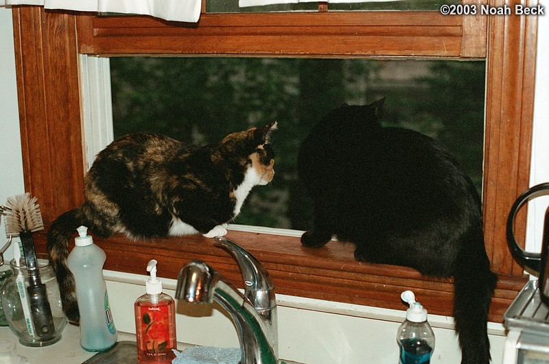 June 15, 2003: Katie and Jeeves watching out the kitchen window