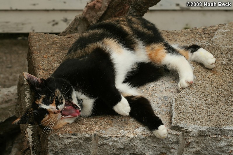 June 28, 2008: Katie laying on her side and yawning on a concrete slab