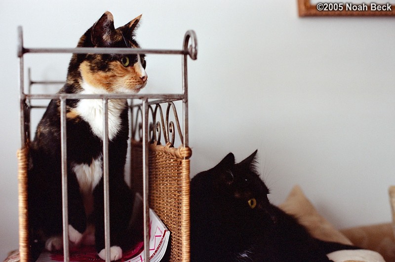 February 16, 2005: Katie in a magazine rack and Jeeves