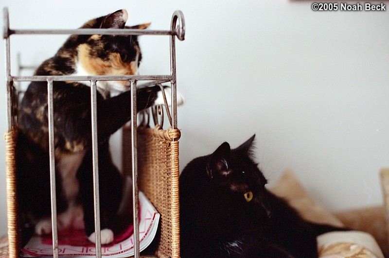 February 16, 2005: Katie in a magazine rack and Jeeves