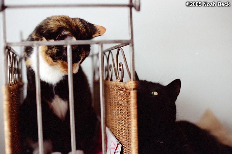 February 16, 2005: Katie in a magazine rack and Jeeves