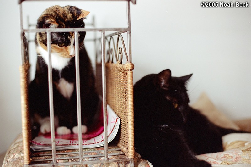 February 16, 2005: Katie in a magazine rack and Jeeves