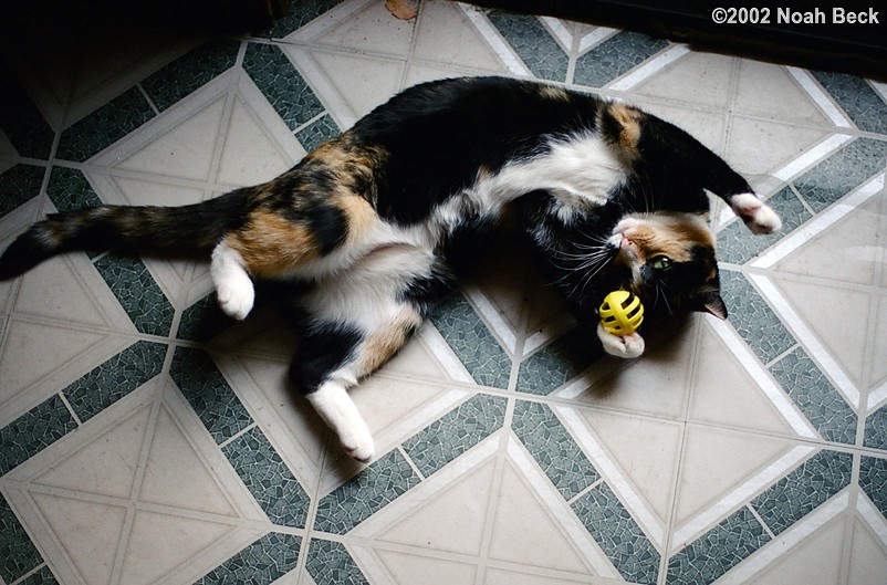 October 13, 2002: Katie playing with a jingle-ball on the basement floor of the condo