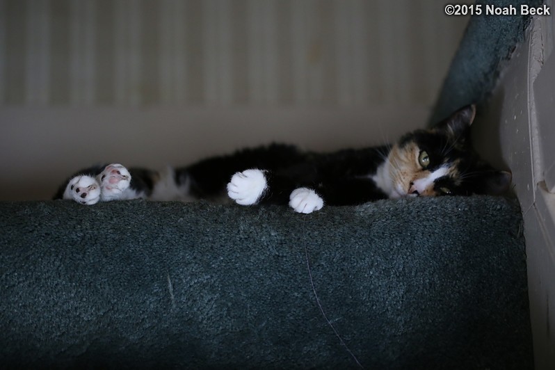 July 12, 2015: Katie sleeping on the top step