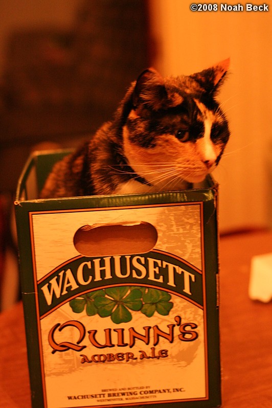 August 24, 2008: Katie in a Wachusett Quinn&#39;s Ale box