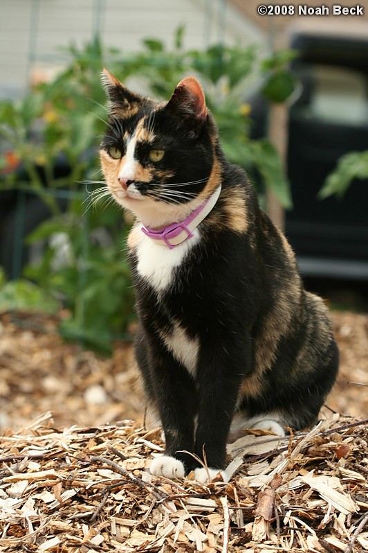 June 14, 2008: Katie watching over the vegetable garden