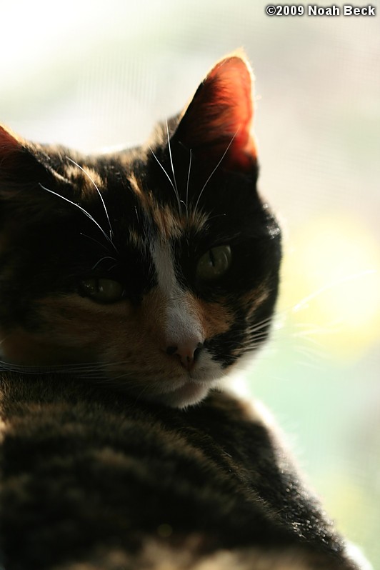 April 18, 2009: Katie looking away from the window