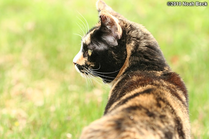 April 25, 2010: katie in the yard