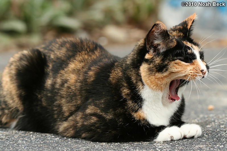 September 18, 2010: Katie yawning in the driveway