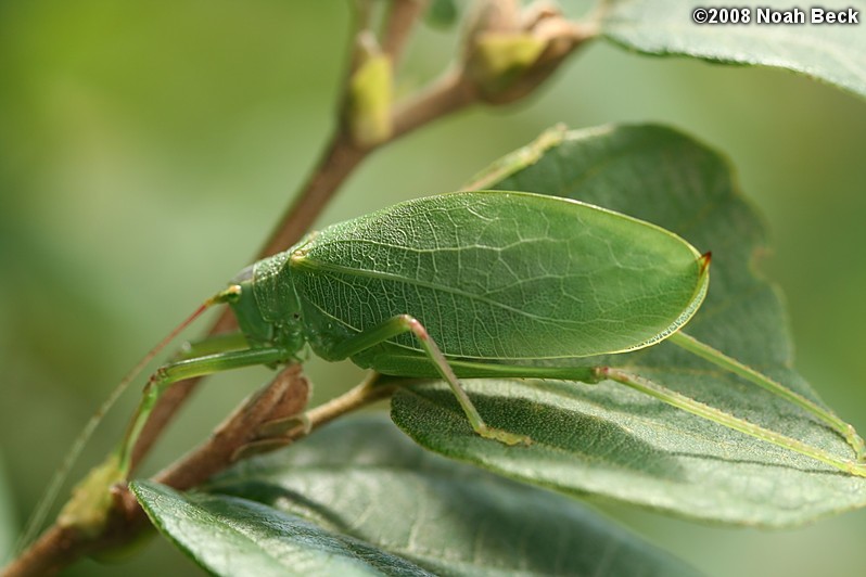 August 9, 2008: a katydid on a leaf