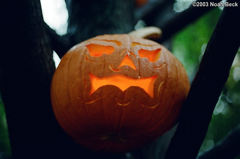 October 25, 2003: Keene Pumpkin Festival pumpkins