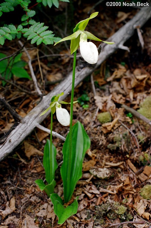 June 25, 2000: Lady Slippers