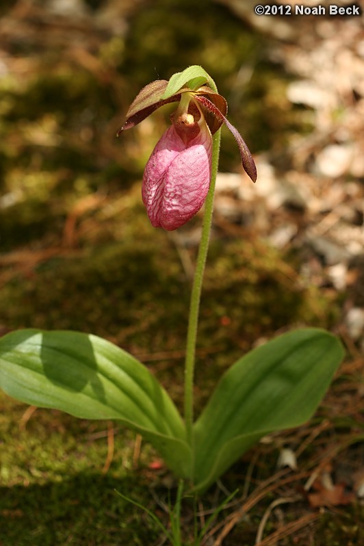 May 13, 2012: Lady&#39;s slipper at Tower Hill