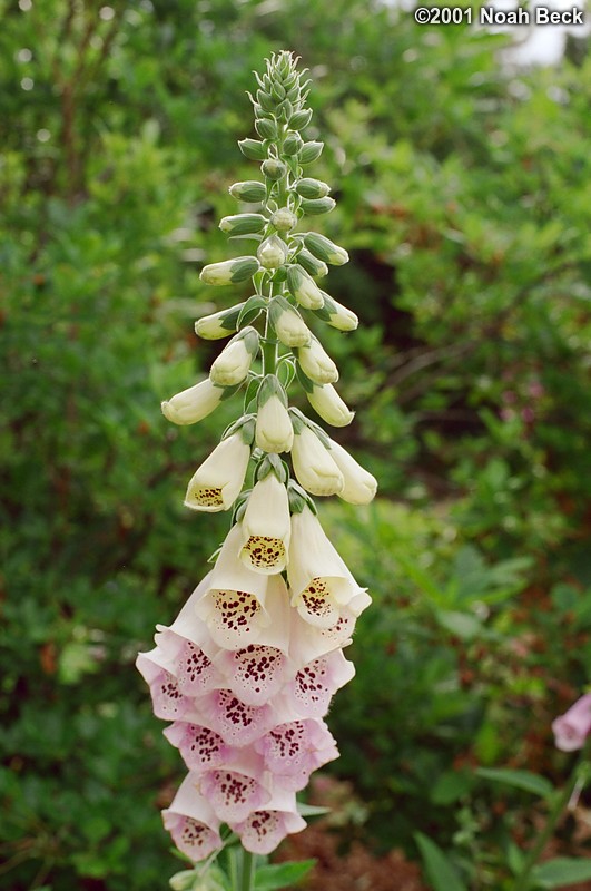 July 3, 2001: Large foxglove at The Fells