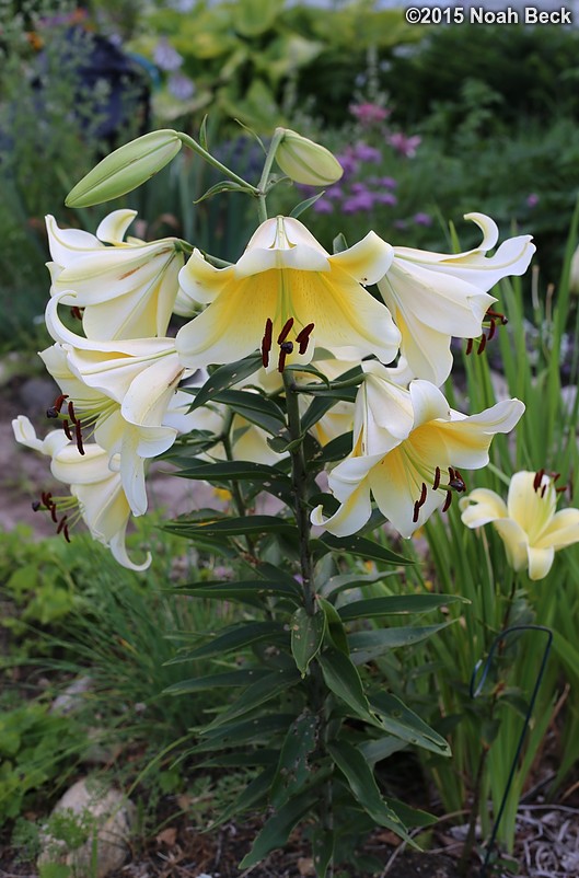 July 22, 2015: Large lily