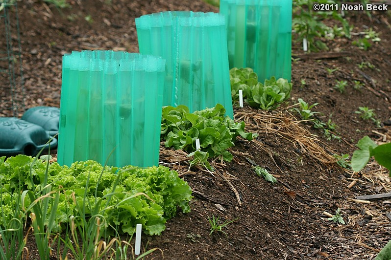 June 11, 2011: Lettuce between tomatos in wall-o-waters