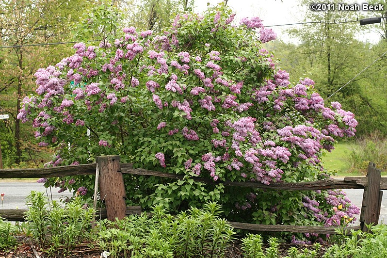 May 19, 2011: lilac blooming