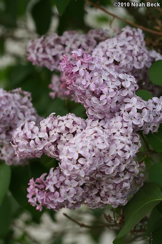 May 6, 2010: lilac blooms by the corner garden