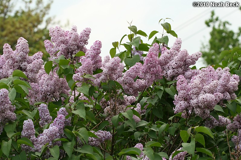 May 6, 2010: lilac blooms by the corner garden