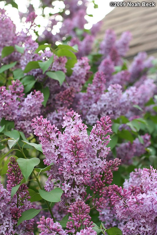May 8, 2009: lilac blossoms next to the house