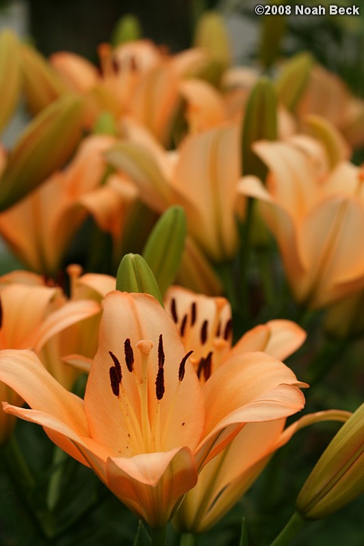 July 19, 2008: Lilies in the garden