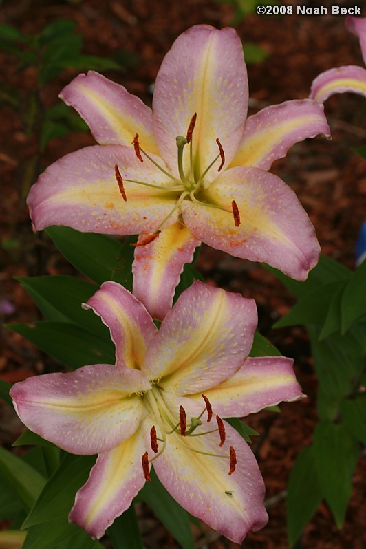 July 27, 2008: lilies growing in the garden