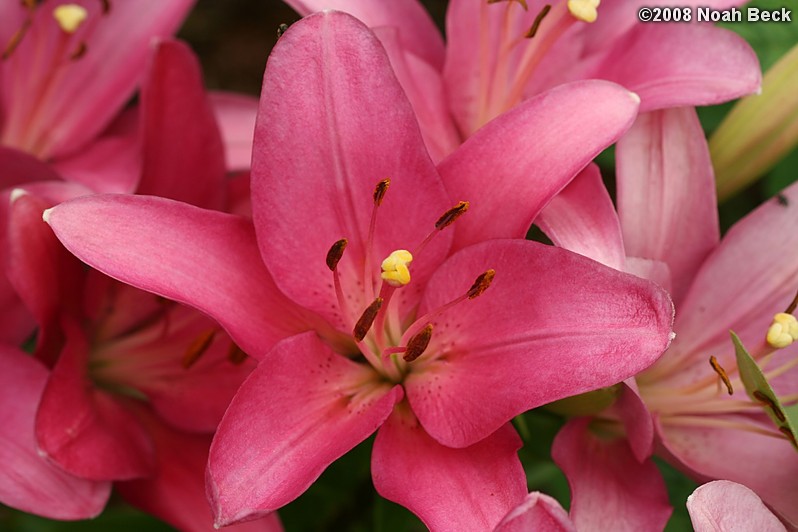 July 27, 2008: lilies growing in the garden