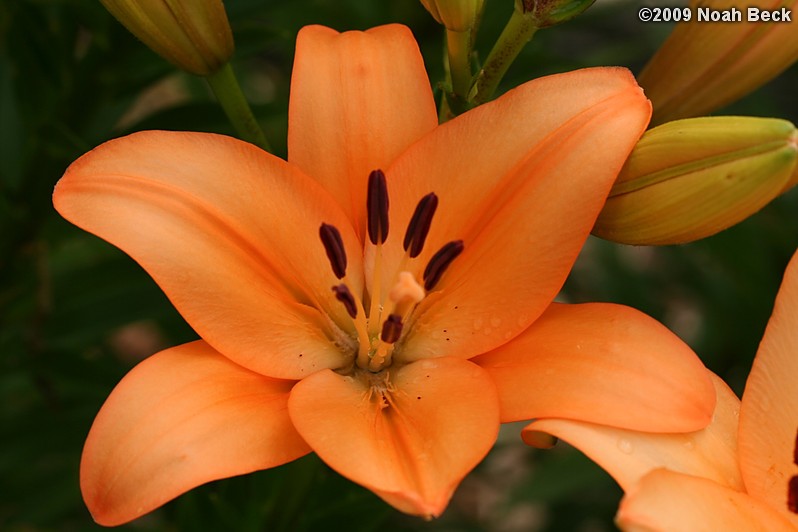 July 7, 2009: lilies growing in the garden