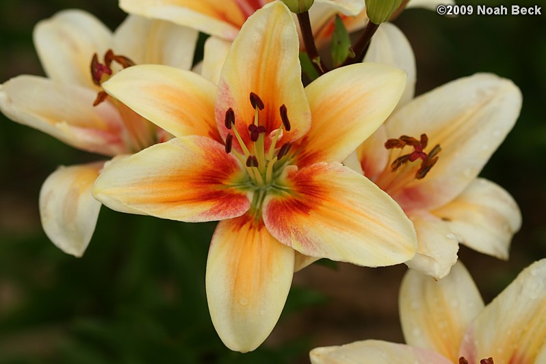 July 7, 2009: lilies growing in the garden