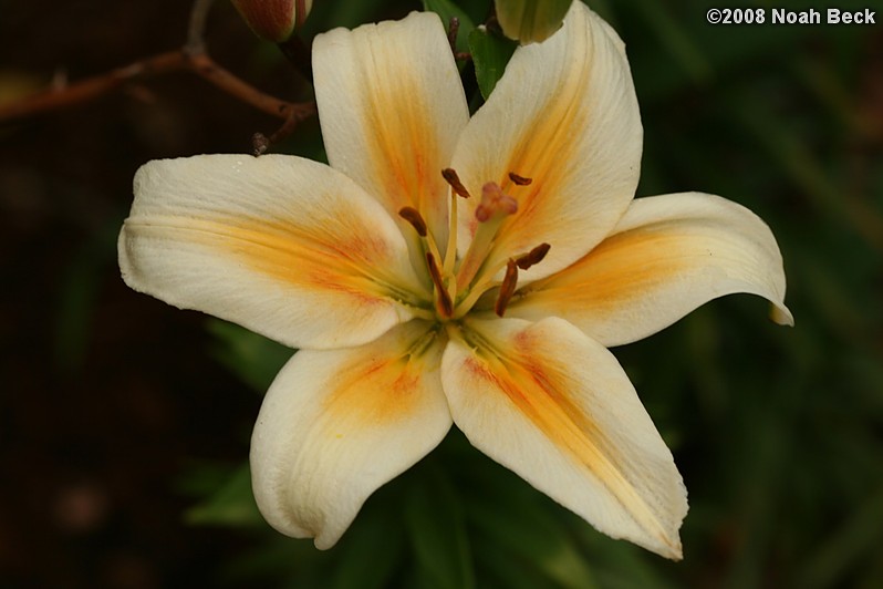 July 19, 2008: a lily in the garden