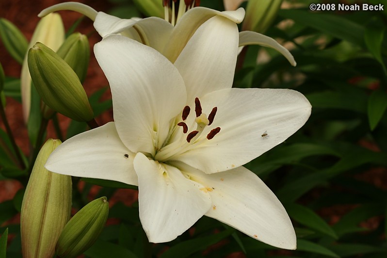 July 27, 2008: a lily growing in the garden