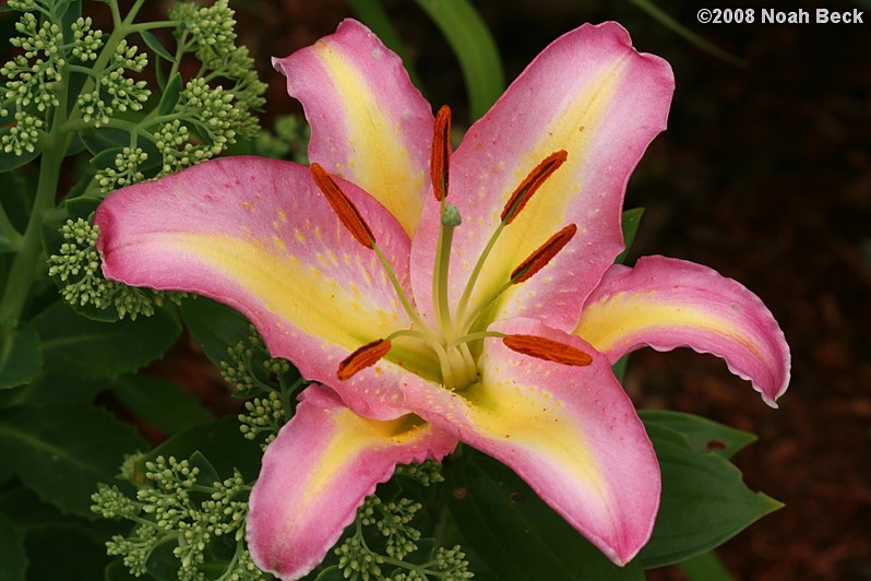 July 27, 2008: a lily growing in the garden