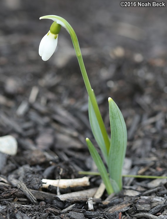 March 20, 2016: Lone snowdrop blooming in early spring