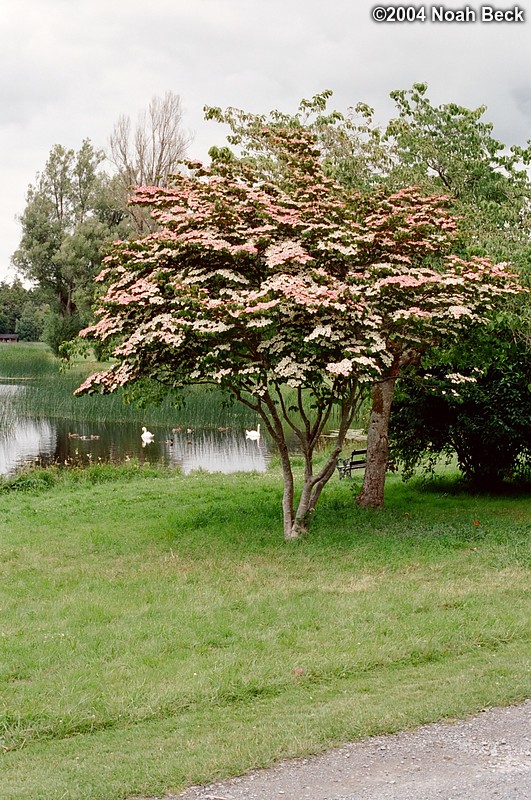 July 4, 2004: A lovely flowering tree and a couple of swans.
