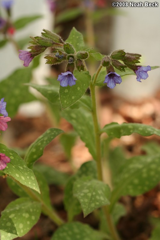 May 11, 2008: lungwort in the garden