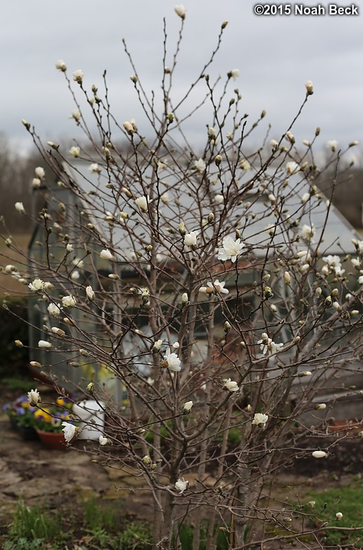 April 7, 2015: Magnolia in my mother&#39;s garden
