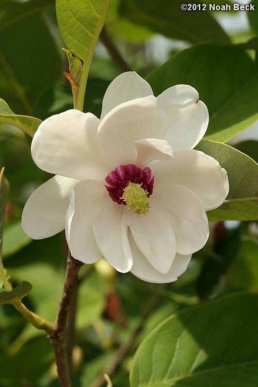 May 13, 2012: Magnolia at Tower Hill