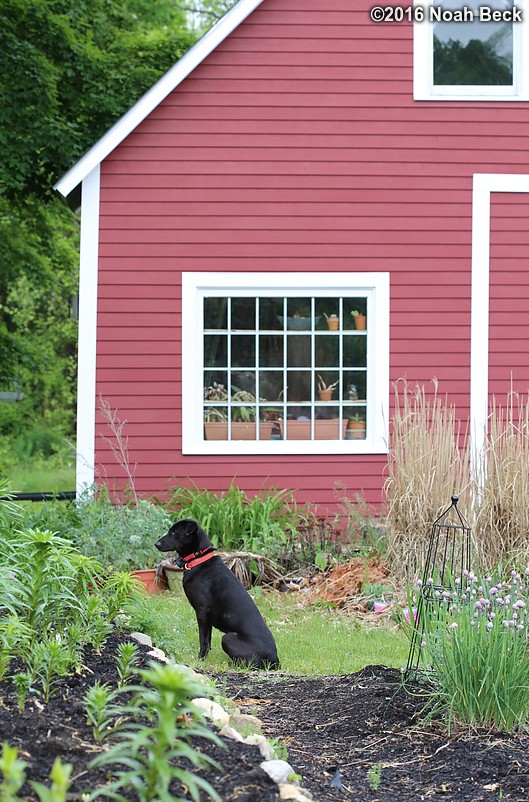 May 30, 2016: Maki in front of the barn