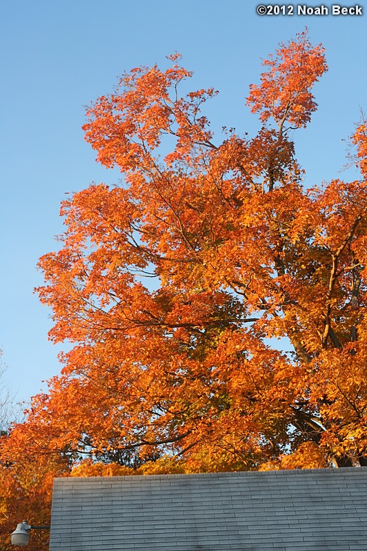 October 17, 2012: Maple tree in the back yard in first morning sun